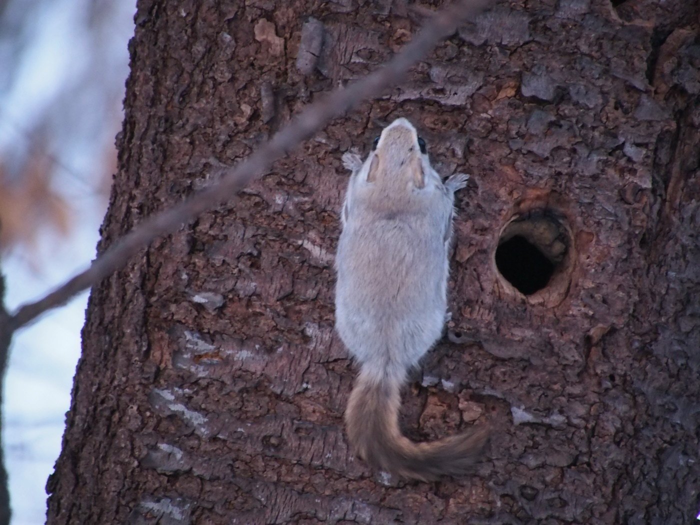 エゾモモンガ : 今日の鳥さんⅡ