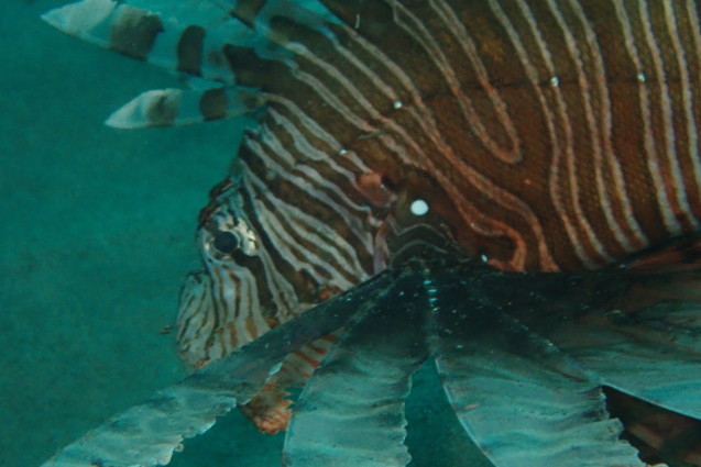 e0115199_12441578.jpg