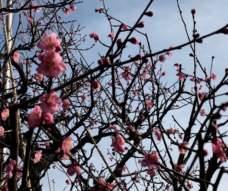 加賀の庭園_c0006305_14524772.jpg
