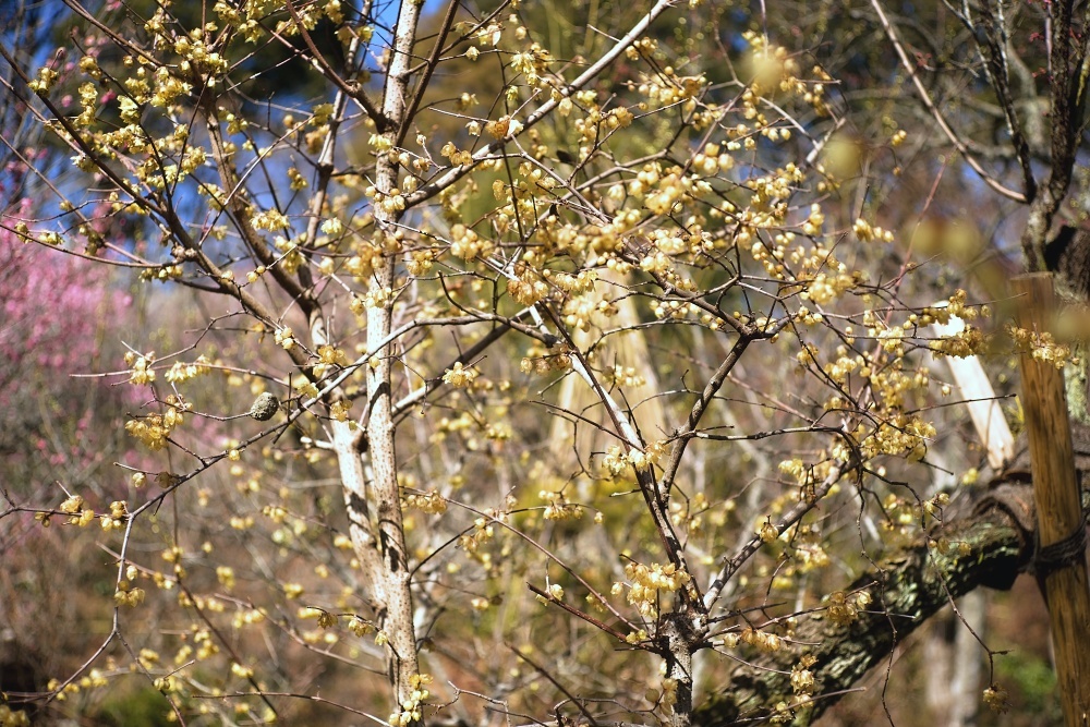 春を感じる花--2019京王百草園にて_d0376905_13123997.jpg