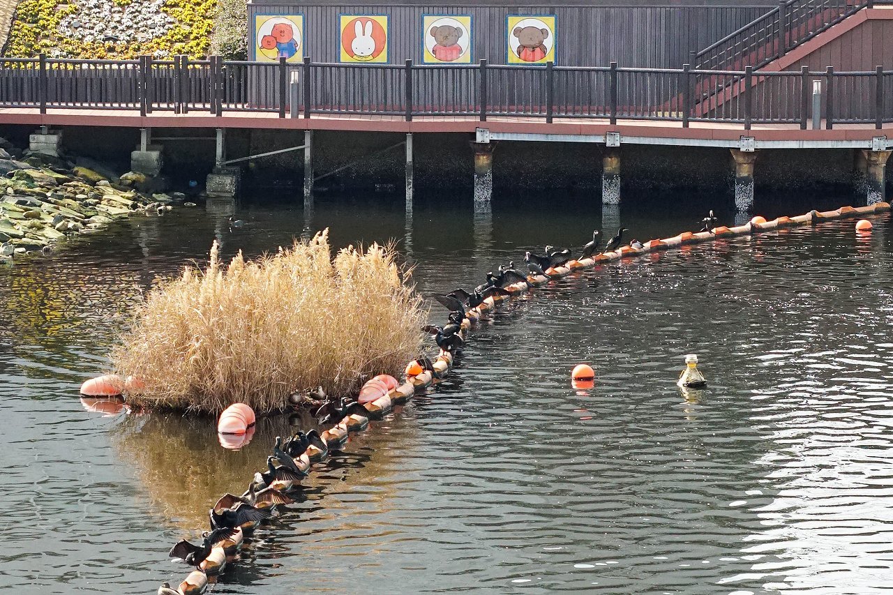 海上公園にカワウの大群！_b0225108_23413567.jpg