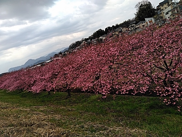 河津さくら見物といちご狩り_f0354923_23471658.jpg