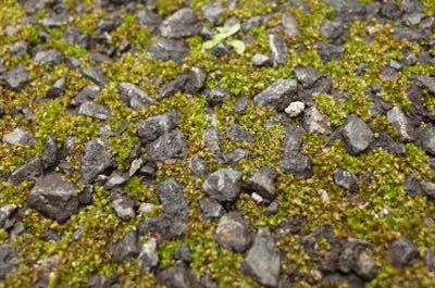 生えなくていいところに苔は生える もるとゆらじお