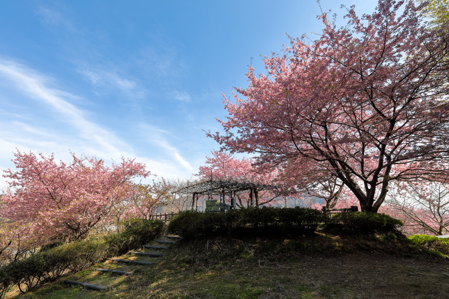 藤枝の河津桜 朝日山城跡展望台 やきつべふぉと