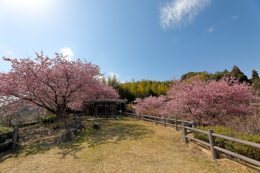 藤枝の河津桜 朝日山城跡展望台 やきつべふぉと