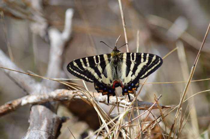 01ギフチョウ「蝶図鑑」_d0254540_19273133.jpg