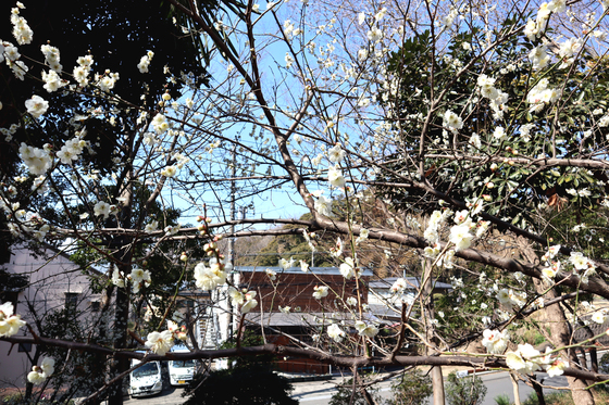 お食事 ~ 223(富士山)定食 ~_e0222340_14485861.jpg