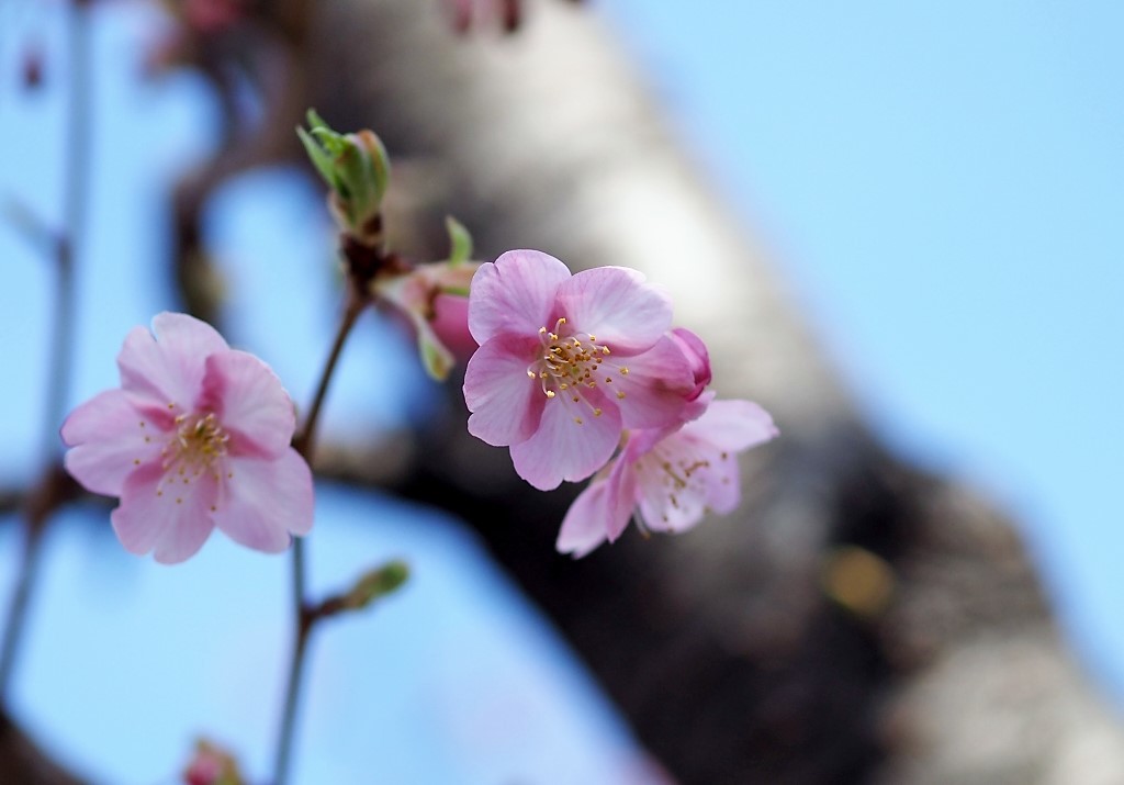 河津桜が　チラッ　　☆_d0146247_11251274.jpg