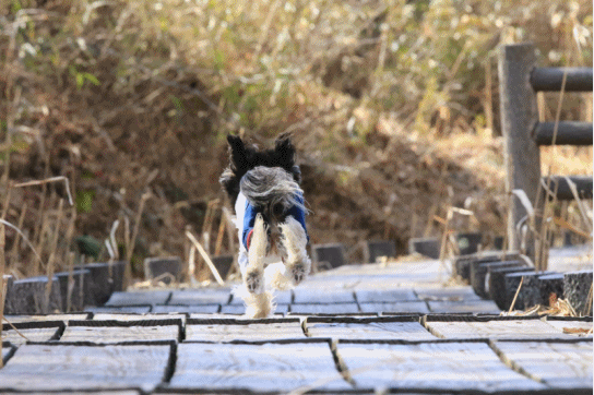 c0145250_10365875.gif