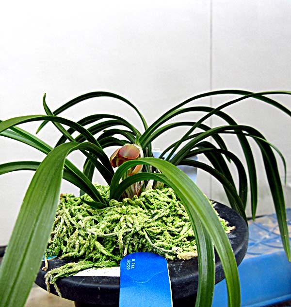 日本春蘭「小春」　　　　　　　　　　　　　　　　　　　　　　　No.1937_d0103457_23030342.jpg