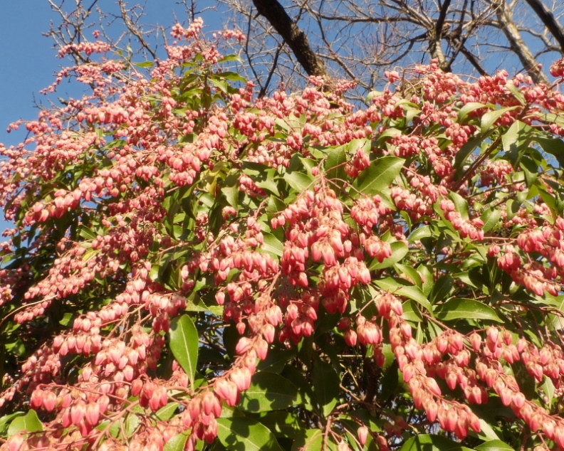 c0305565_17451842.jpg