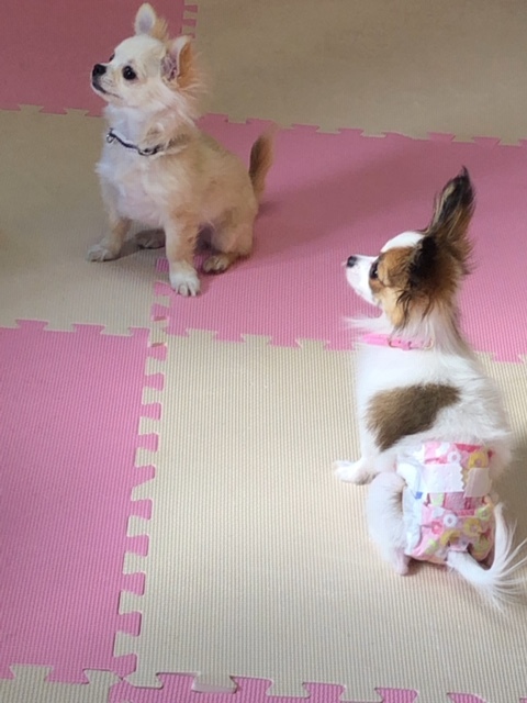 パピー教室(2019・2・23)_e0367571_21000273.jpg