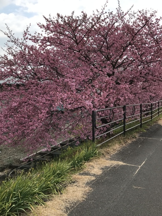 河津桜_f0359673_11364951.jpeg