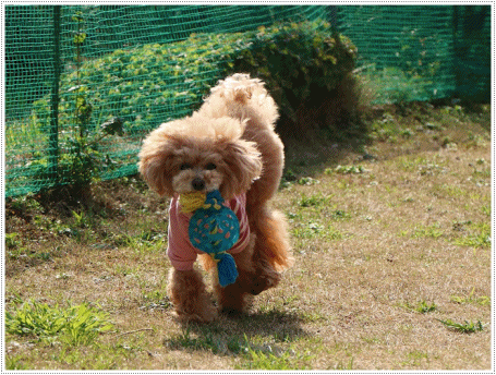 b0175688_22433144.gif
