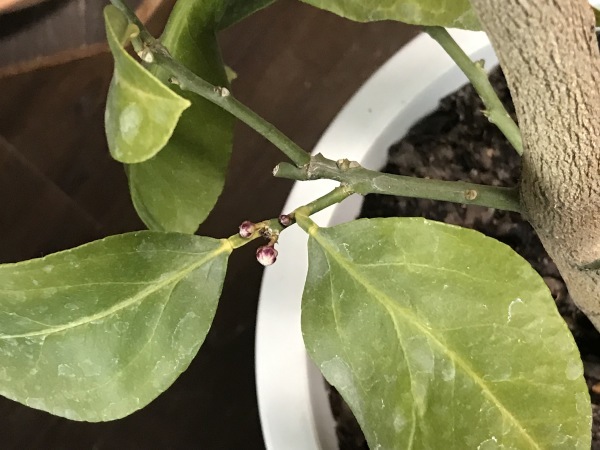 レモンの花芽 青山ぱせり日記