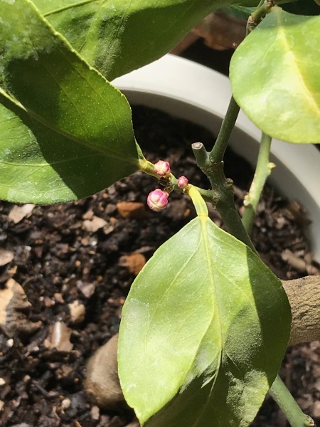 レモンの花芽 青山ぱせり日記