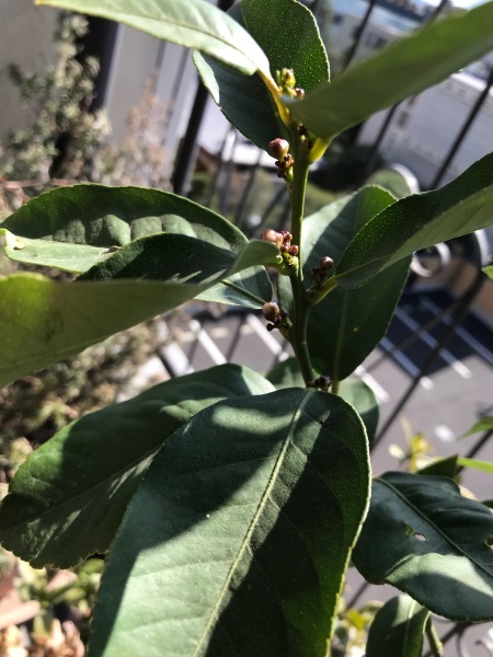 レモンの花芽 青山ぱせり日記