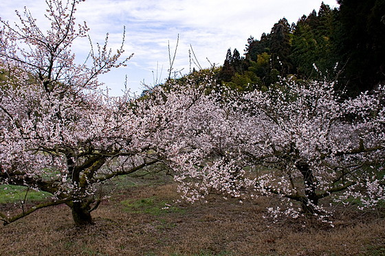 e0176993_09432029.jpg