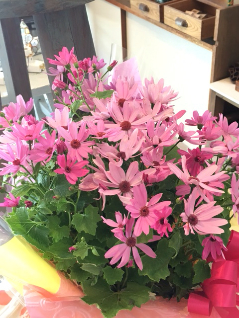 お店のお花たちといちごのお土産と橙ポン酢作りとはやぶさとルームシューズ状況と電気風呂御案内0ラス1とわたありもっこ Cards セール ひよこ雑貨店 8冊目