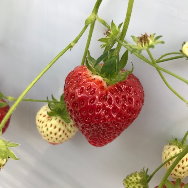 いちご狩り_f0204295_20132586.jpg