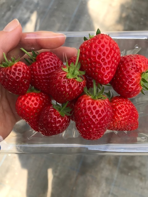 いちご狩り_f0204295_20134751.jpg