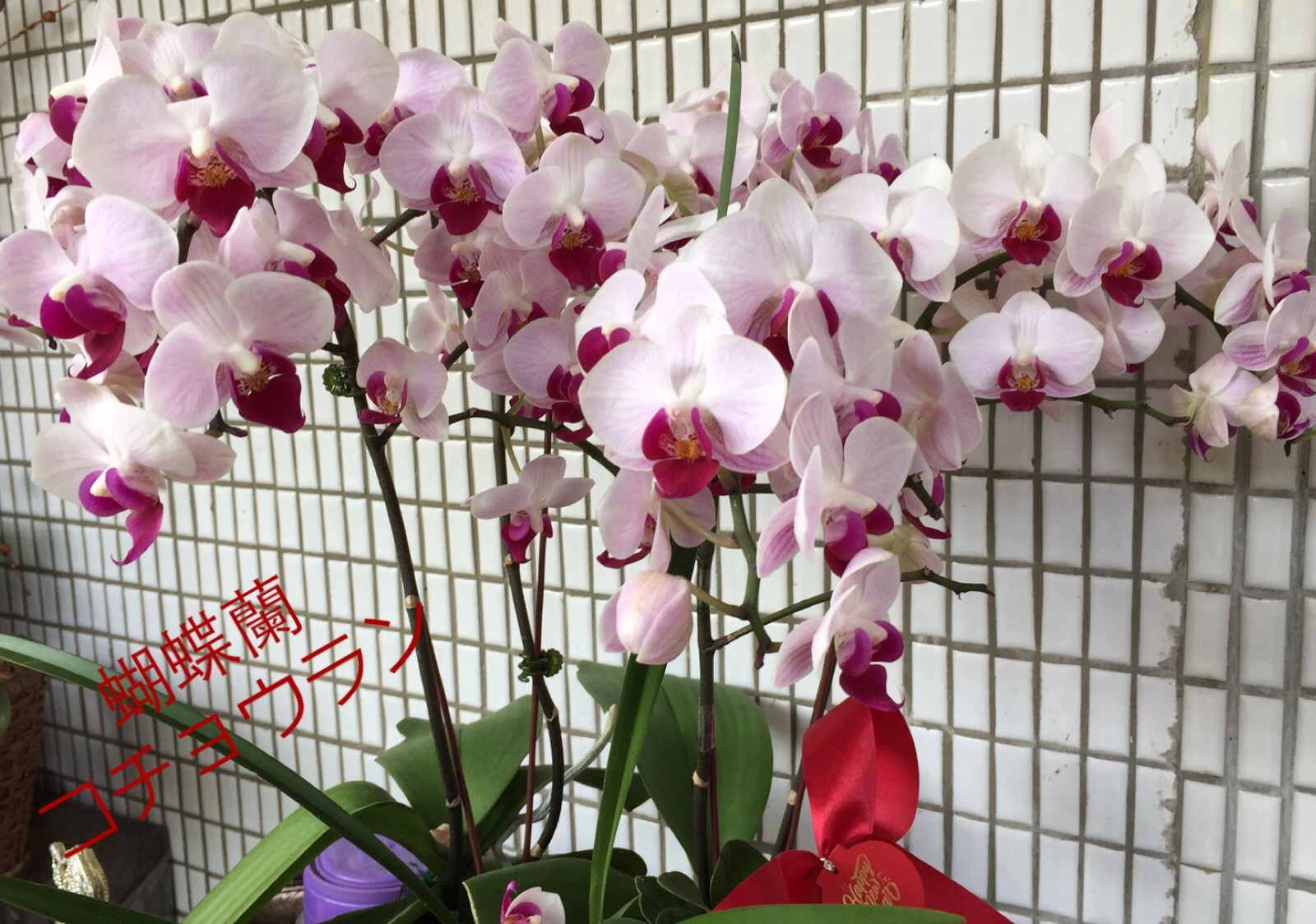 幸せをすごしてね Have Happy Days 天天幸福 幸せをすごしてね Have Happy Days 天天幸福