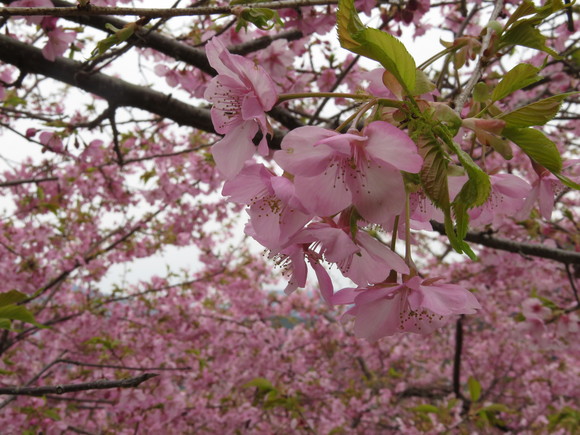 河津桜は花盛りです_d0237309_2130978.jpg