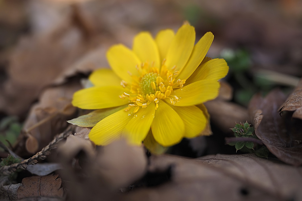 ★室内で育った菜の花＆２月の花　2019_b0409512_16585220.jpg