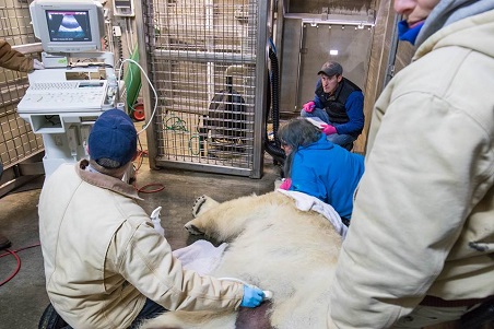 アメリカ・バッファロー動物園のルナの健康診断が行われる ～ 生殖器を含め全て異常なし_a0151913_23394493.jpg