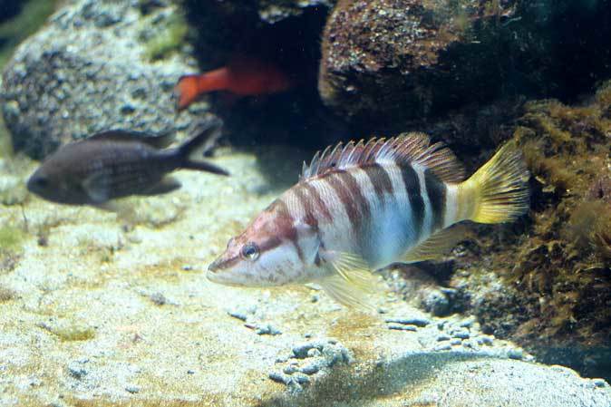 葛西臨海水族園 地中海 雌雄同体の魚 たらこ唇に人面魚現る 続々 動物園ありマス 葛西臨海水族園 地中海 雌雄同体の魚 たらこ唇に人面魚現る 続々 動物園ありマス