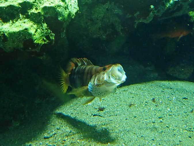 葛西臨海水族園 地中海 雌雄同体の魚 たらこ唇に人面魚現る 続々 動物園ありマス 葛西臨海水族園 地中海 雌雄同体の魚 たらこ唇に人面魚現る 続々 動物園ありマス