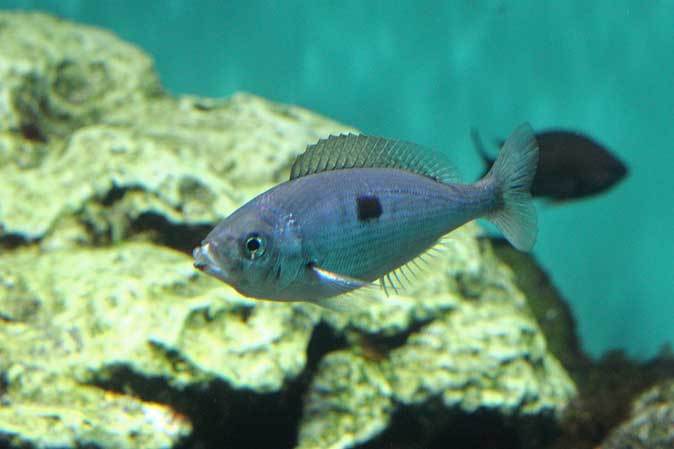 葛西臨海水族園 地中海 雌雄同体の魚 たらこ唇に人面魚現る 続々 動物園ありマス 葛西臨海水族園 地中海 雌雄同体の魚 たらこ唇に人面魚現る 続々 動物園ありマス