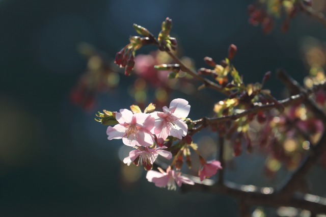 河津桜_c0110922_19325934.jpg