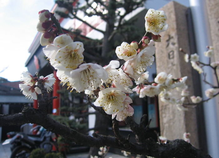 ♪♪　2019　須磨浦の春　綱敷天満宮_a0068035_1403593.jpg