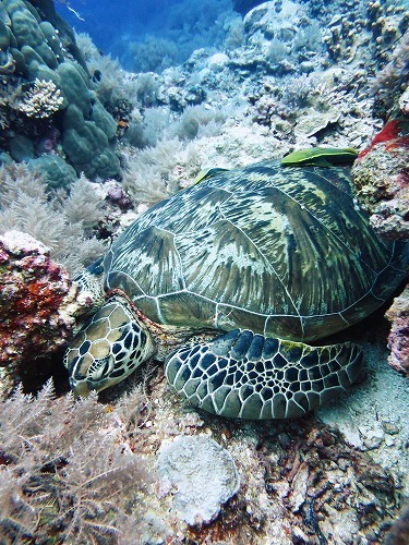 カメとコバンザメ Staff Nozomi