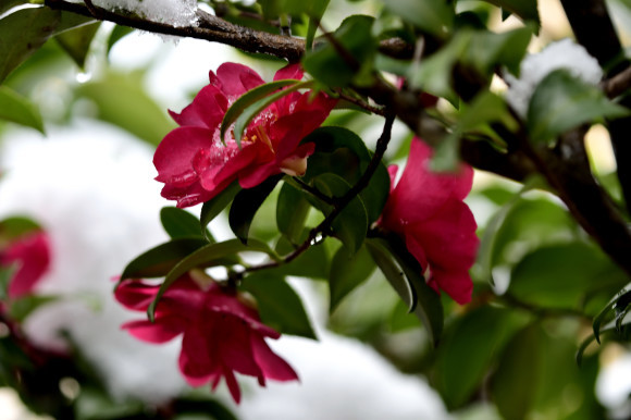 山茶花と椿_c0093046_14301835.jpg
