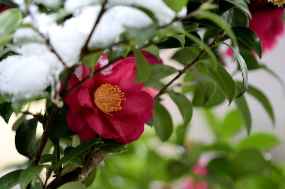 山茶花と椿_c0093046_14303590.jpg