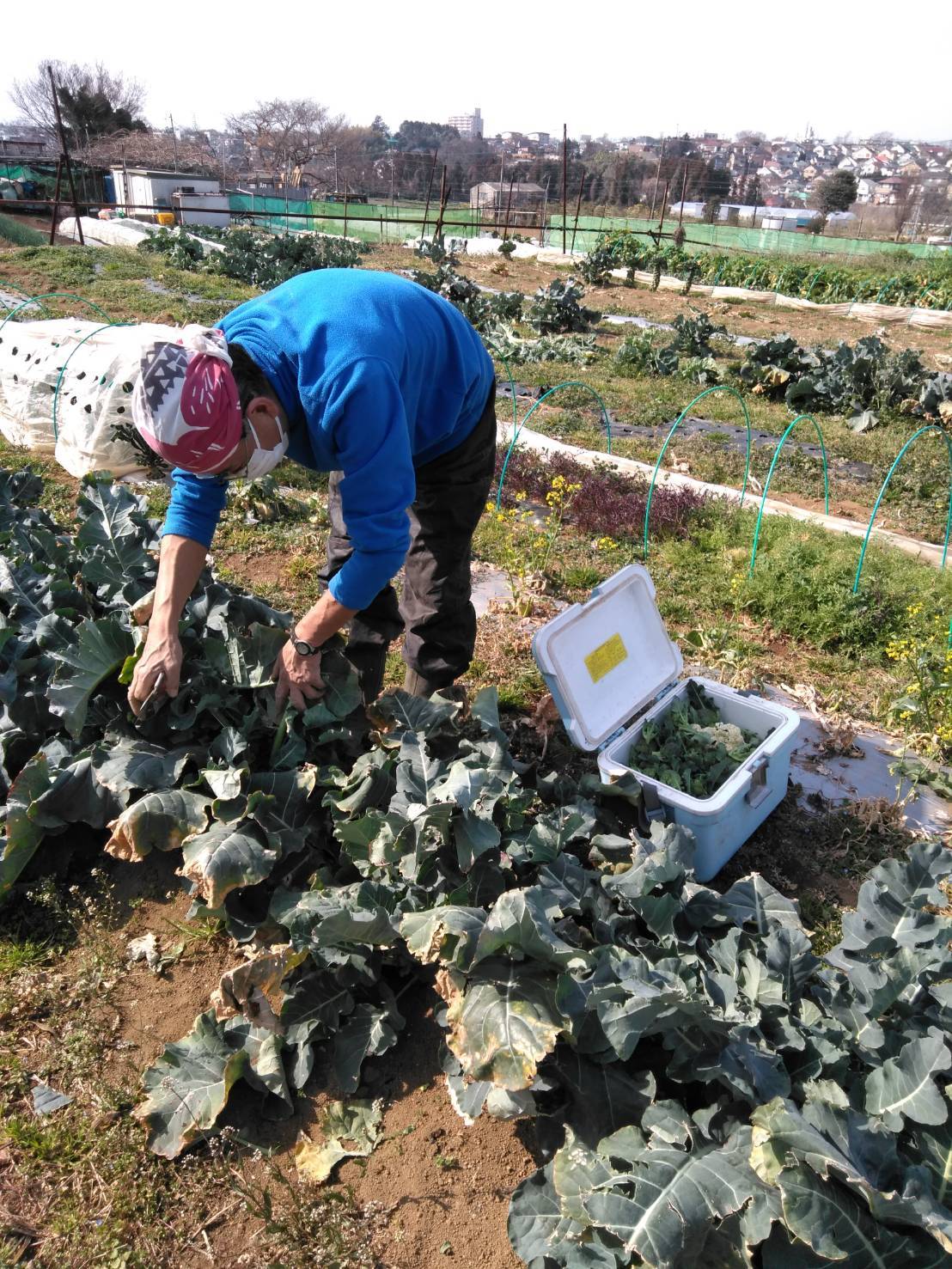 突風時　蚕豆倒壊防止はこれ_c0222448_12091441.jpg