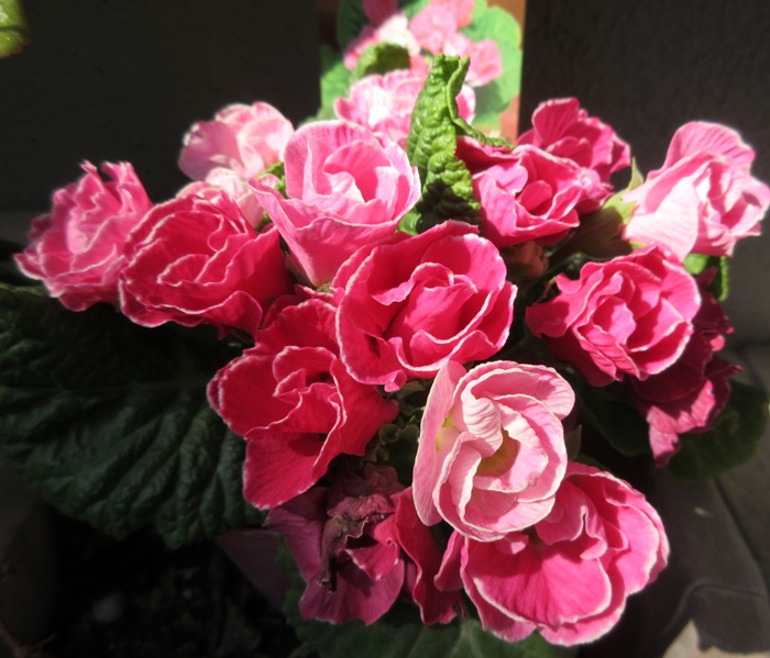 【トロワグロのトーストと春の花と時代は埼玉県】_b0009849_92227.jpg