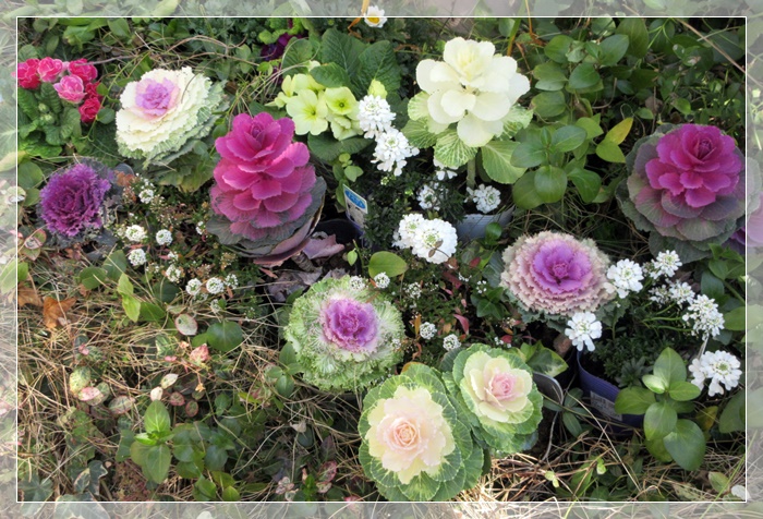【トロワグロのトーストと春の花と時代は埼玉県】_b0009849_923913.jpg