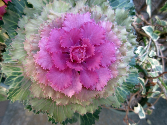 【トロワグロのトーストと春の花と時代は埼玉県】_b0009849_925987.jpg