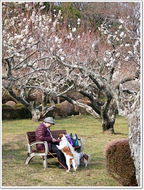 切ない幸せの風景 辻村植物公園 くろわんこ日記