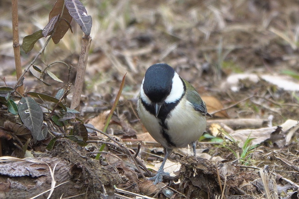 アオジ、シジュウカラなど、いつもの公園で_b0236251_18330103.jpg