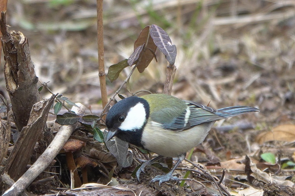 アオジ、シジュウカラなど、いつもの公園で_b0236251_18340468.jpg