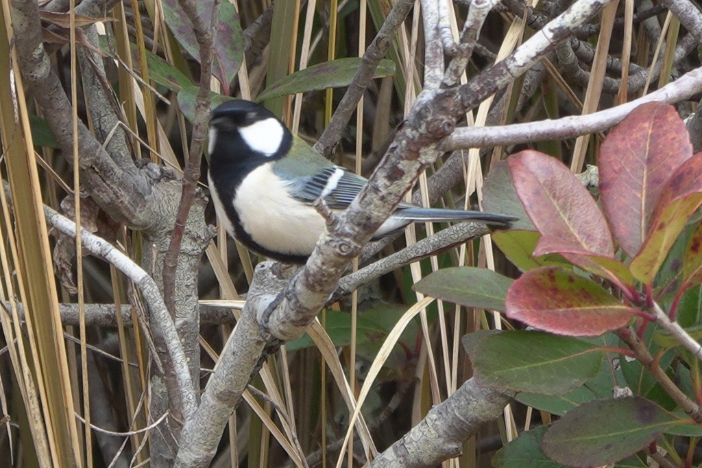 アオジ、シジュウカラなど、いつもの公園で_b0236251_18352080.jpg