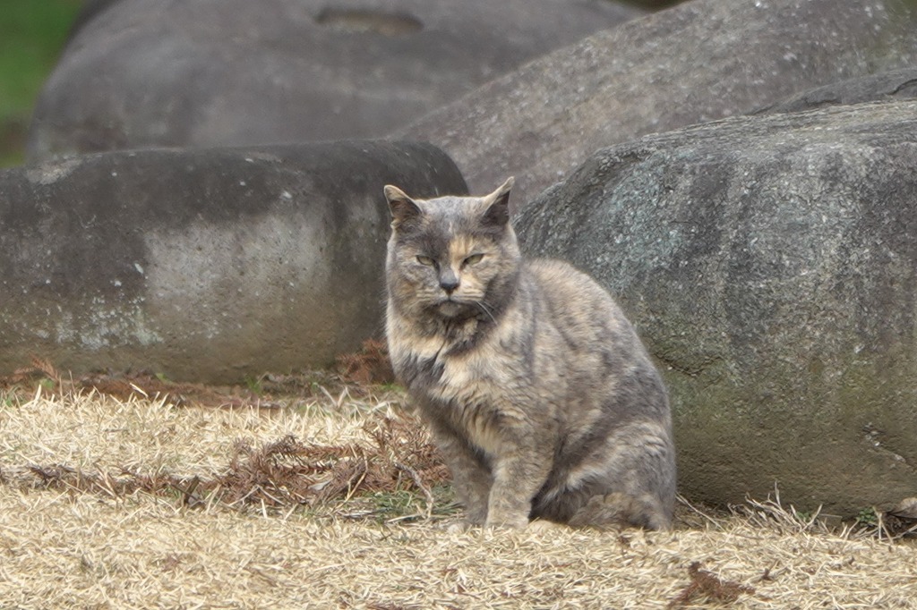 アオジ、シジュウカラなど、いつもの公園で_b0236251_18373011.jpg