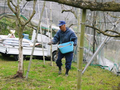太秋柿 肥料散布と太秋柿の幹の皮むき後の様子 ご自宅のしだれ梅満開_a0254656_17505927.jpg