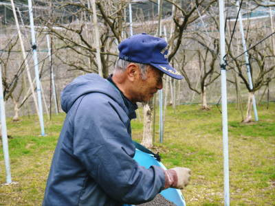 太秋柿 肥料散布と太秋柿の幹の皮むき後の様子 ご自宅のしだれ梅満開_a0254656_17542587.jpg