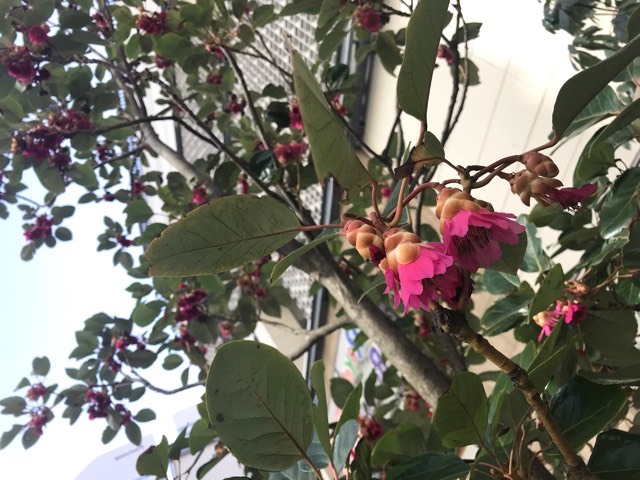 d0156557_17002425.jpeg