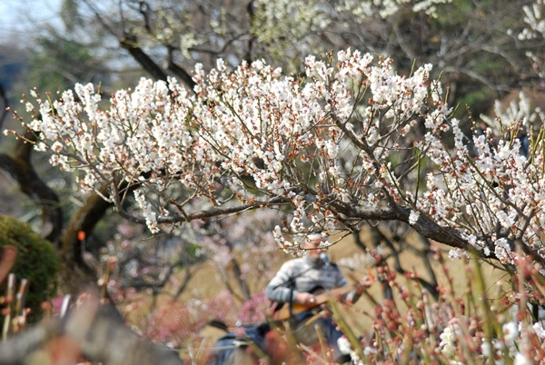 お花見、その１。_c0150974_18543139.jpg